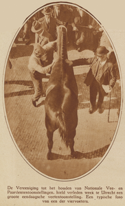873725 Afbeelding van een paard dat bekeken wordt op de eendaagse Nationale Vee- en Paardententoonstelling op het ...